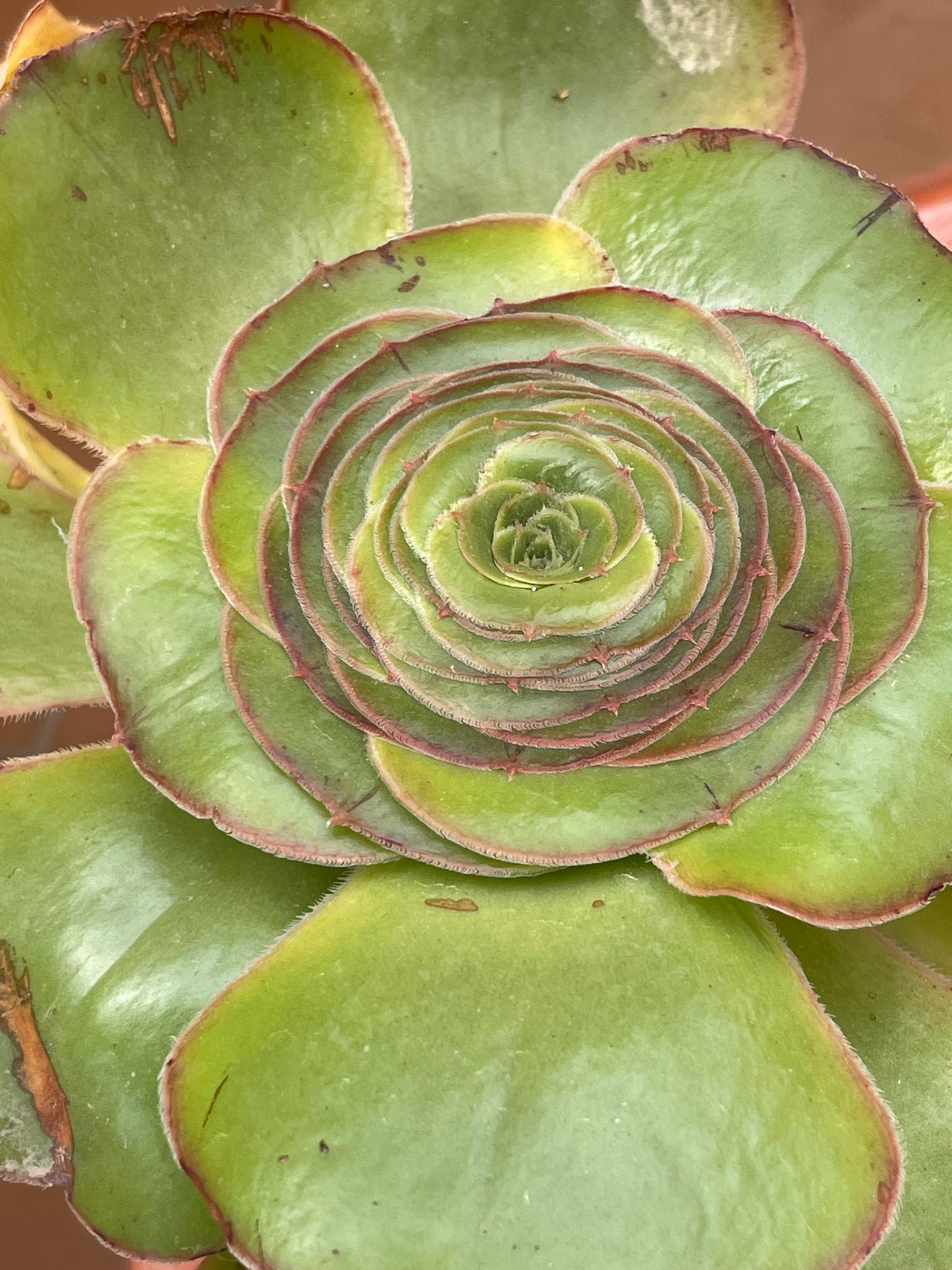 Marsala39